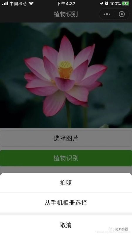 慧眼识花草小程序源码-支持自动查找识别与这款植物匹配的名称-好易源码网